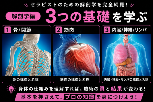 【施術の教科書（解剖学編）】人体の土台を学ぶ厳選3講座